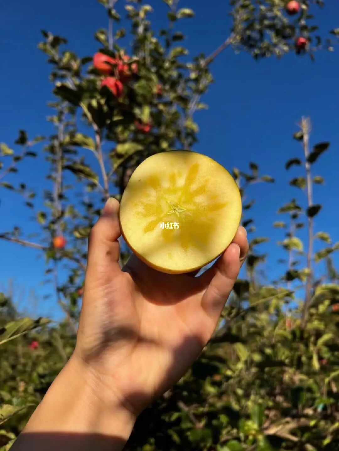 苹果手机游戏推荐付费游戏-岁月如歌时间匆匆而过苹果手机游戏沉浸式体验