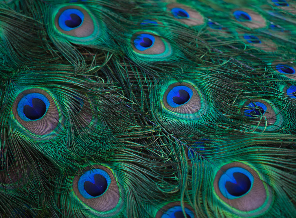 蓝孔雀-探寻神秘生物的美丽之谜